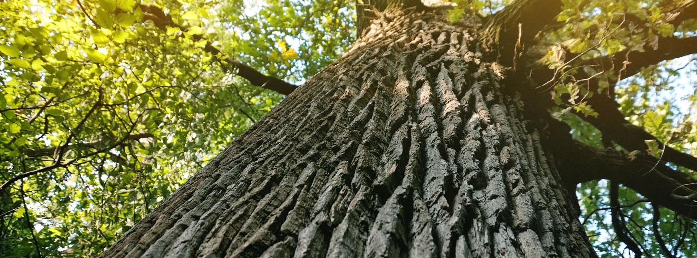 Contact Oakmont Capital Management, LLC An Investment Advisor